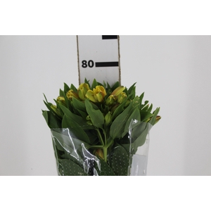 ALSTROEMERIA ALOHA 080 CM