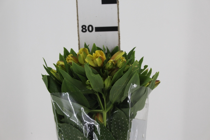 <h4>ALSTROEMERIA ALOHA 080 CM</h4>