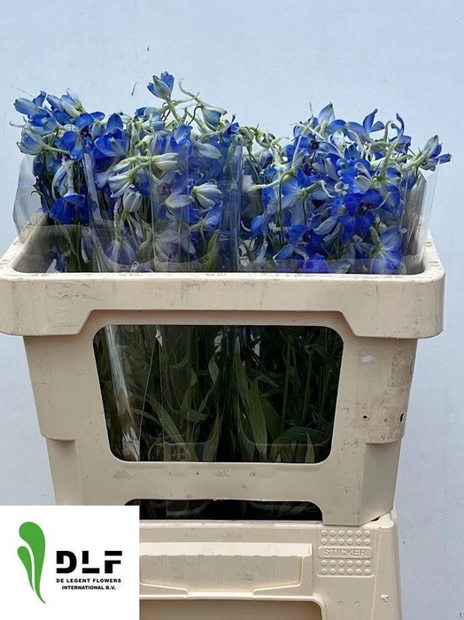 <h4>Delph En Volkerfried</h4>