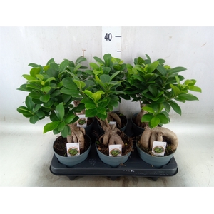 Ficus microcarpa 'Ginseng'