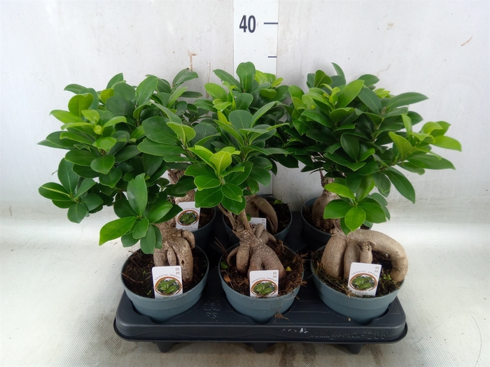 <h4>Ficus microcarpa 'Ginseng'</h4>