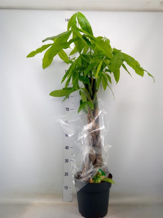 <h4>Pachira aquatica</h4>