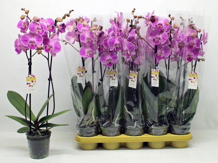 <h4>PHAL OV PAARS</h4>