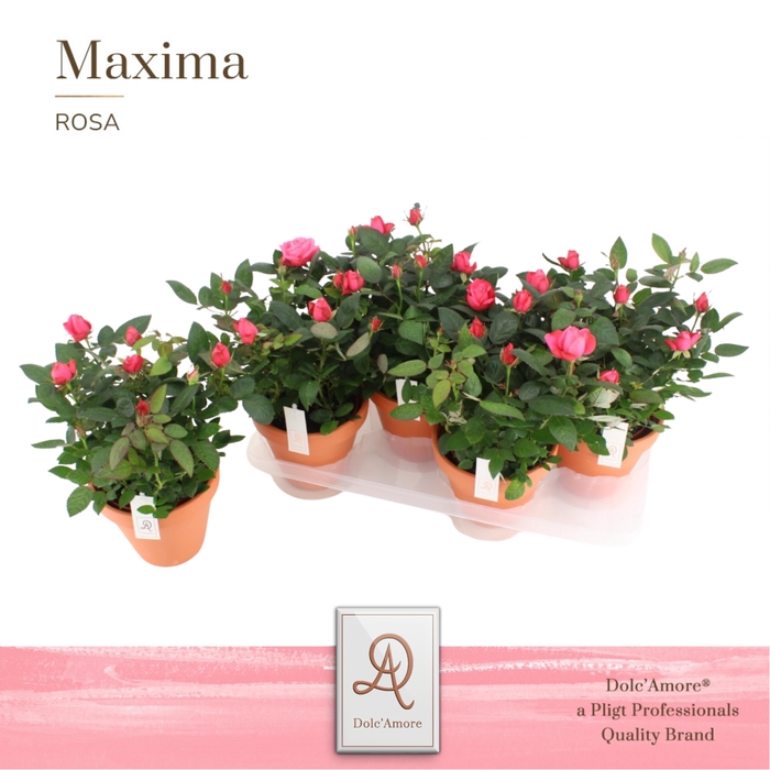 <h4>Potroos Donker Roze P14 Dolc'Amore® Terracotta Keramiek</h4>