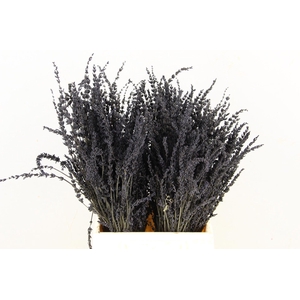 DF Lavender Bs Black