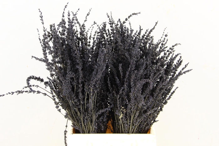 DF Lavender Bs Black