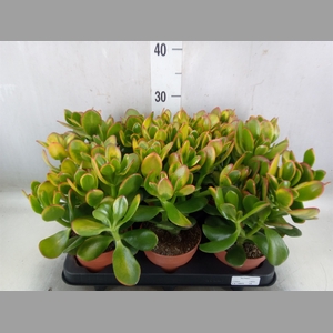 Crassula ovata 'Sunset'