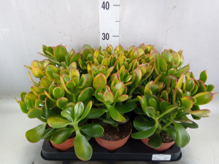 <h4>Crassula ovata 'Sunset'</h4>