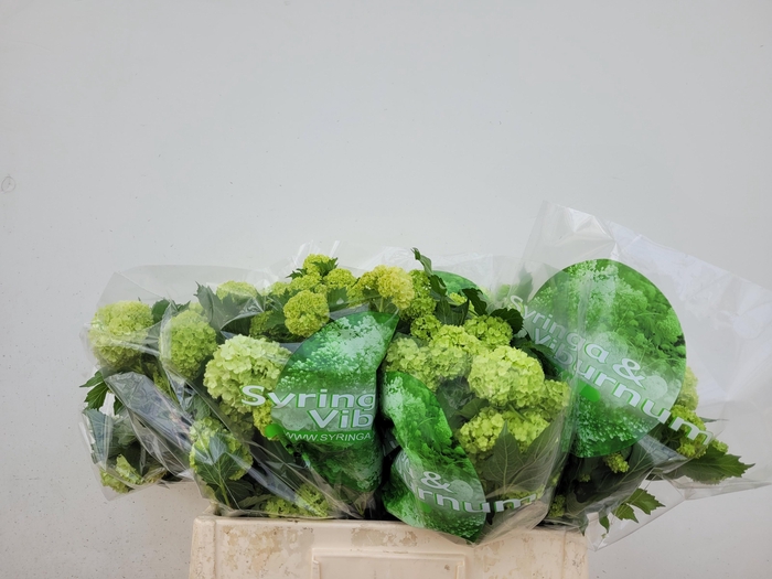 <h4>VIBURNUM ROSEUM ST</h4>