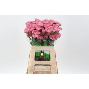 Dianthus ST 'Lege'
