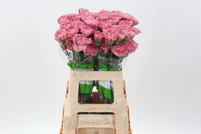 <h4>Dianthus ST 'Lege'</h4>