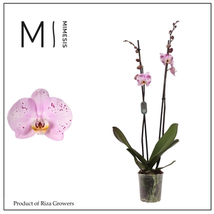Phalaenopsis Amoer 2 spike - 12cm | Mimesis