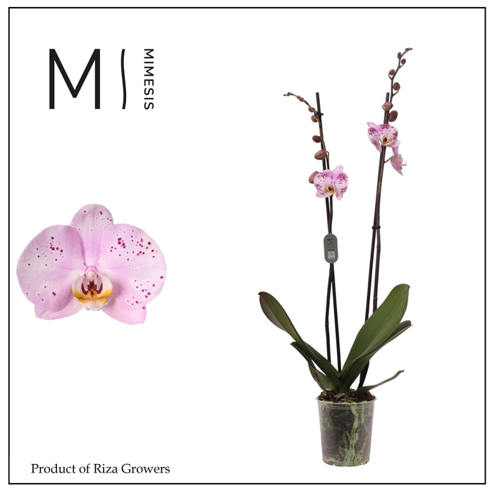 <h4>Phalaenopsis Amoer 2 spike - 12cm | Mimesis</h4>