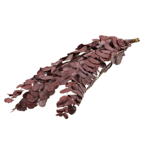 Eucalyptus Espiral Preserved 10pc 55cm Red