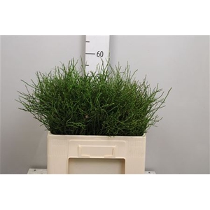 Vacc Myrtillus
