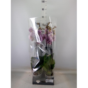 Phalaenopsis  'FC Black Stripes'