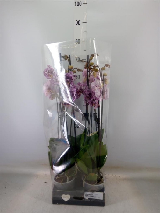<h4>Phalaenopsis  'FC Black Stripes'</h4>