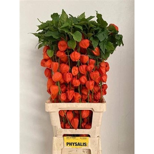 Physalis Lampion Tak 80cm