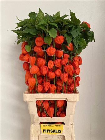 <h4>Physalis Lampion Tak 80cm</h4>