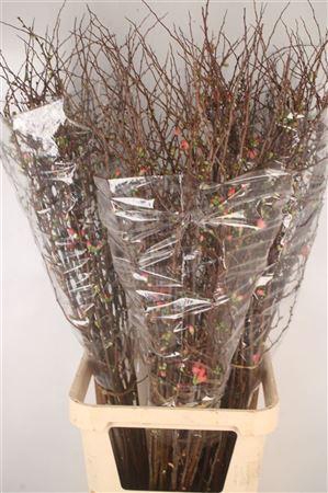 <h4>Chaenomeles Superba</h4>