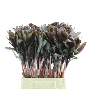 Cord. Compacta Purple