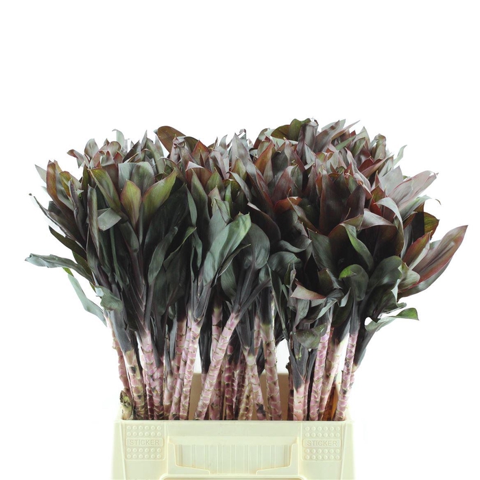 <h4>Cord. Compacta Purple</h4>