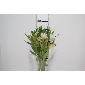 ALSTROEMERIA MISTRAL 080 CM