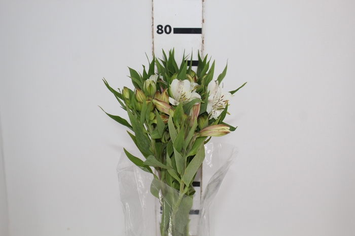 <h4>ALSTROEMERIA MISTRAL 080 CM</h4>