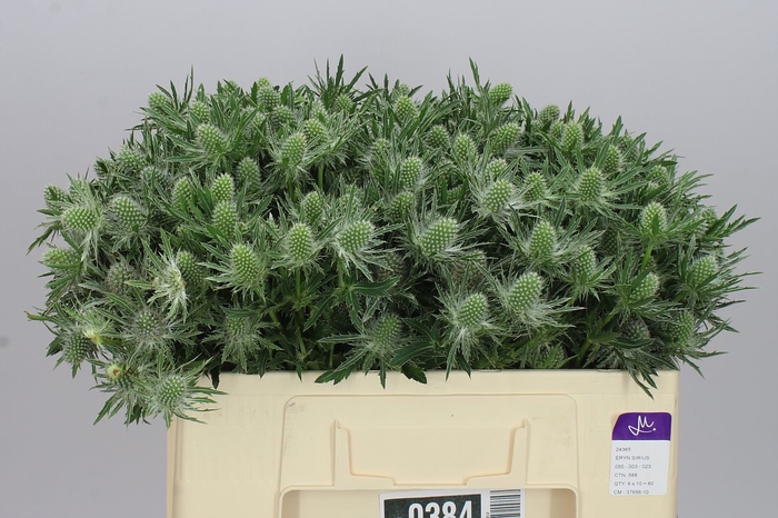 <h4>Eryngium Sirius</h4>