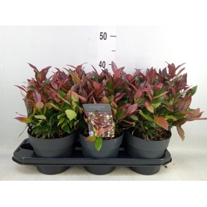 Leucothoe axillaris 'Zeblid'