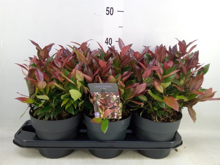<h4>Leucothoe axillaris 'Zeblid'</h4>