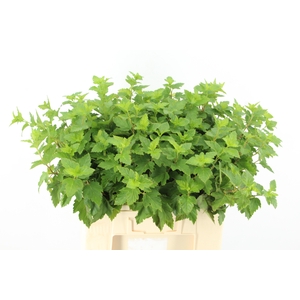 PHYSOCAR BLAD GROEN