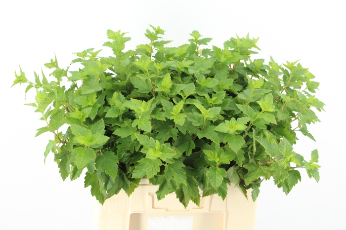 <h4>PHYSOCAR BLAD GROEN</h4>