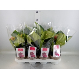 Medinilla magn. 'Candy'