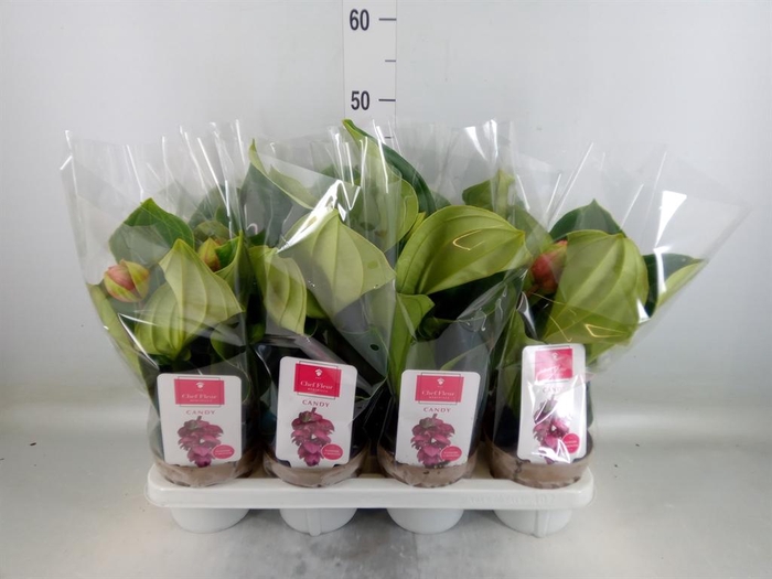 <h4>Medinilla magn. 'Candy'</h4>