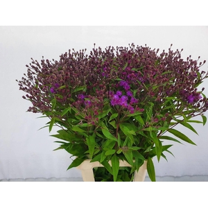 VERNONIA CRINITA