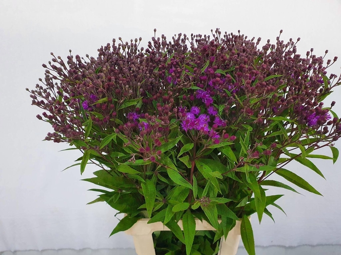 <h4>VERNONIA CRINITA</h4>