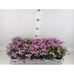 Dianthus  'Pink Kisses'
