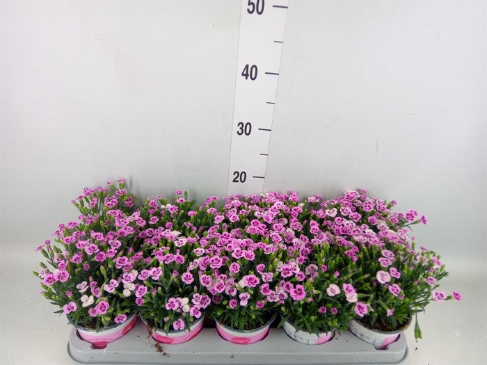 <h4>Dianthus  'Pink Kisses'</h4>