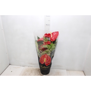 ANTHURIUM MICHIGAN P17 PREMIUM