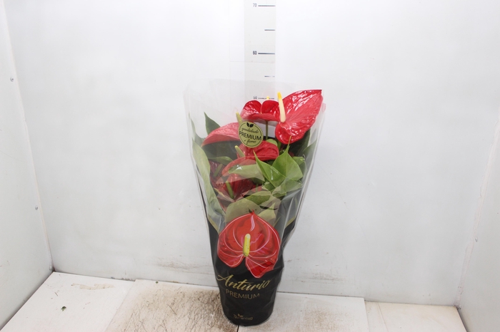 <h4>ANTHURIUM MICHIGAN P17 PREMIUM</h4>