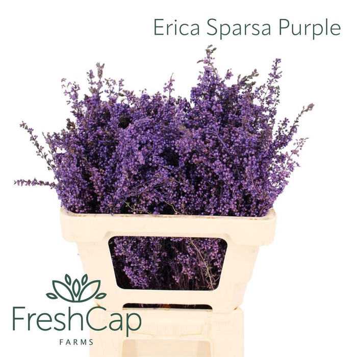 <h4>ERICA BICOLOR</h4>
