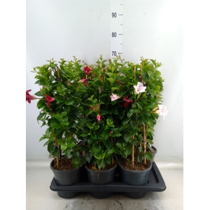 Mandevilla  'Sundavil'   ...mix