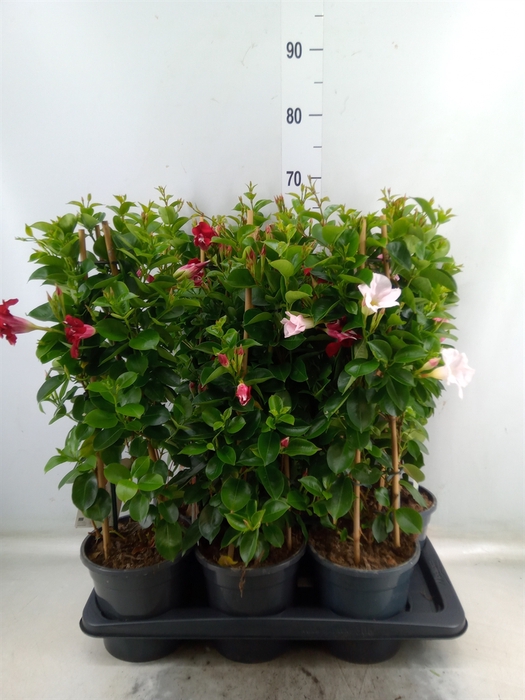 <h4>Mandevilla  'Sundavil'   ...mix</h4>