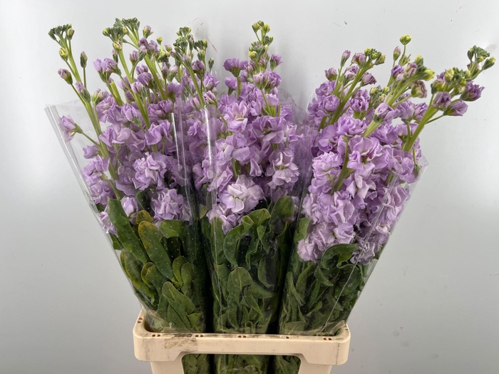 <h4>MATTH ANYT LAVENDER</h4>