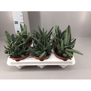 Gasteria