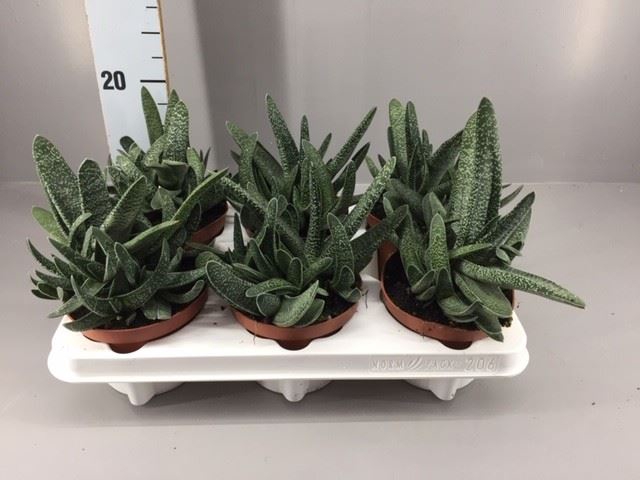 <h4>Gasteria</h4>