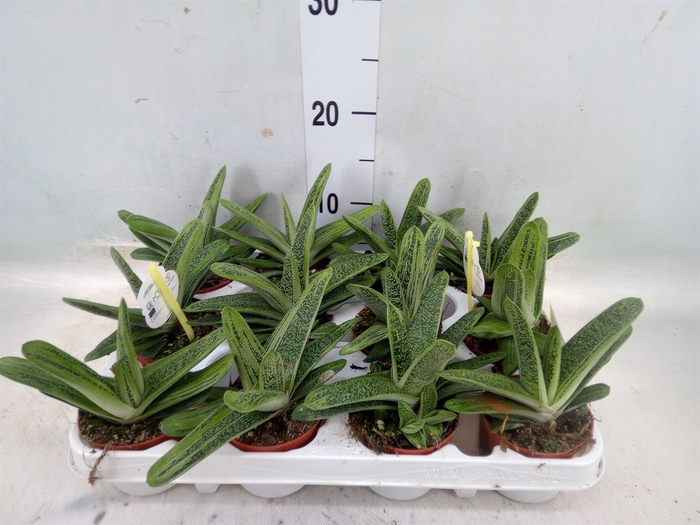 <h4>Gasteria  'Little Warty'</h4>