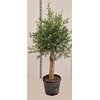 Olea Europaea