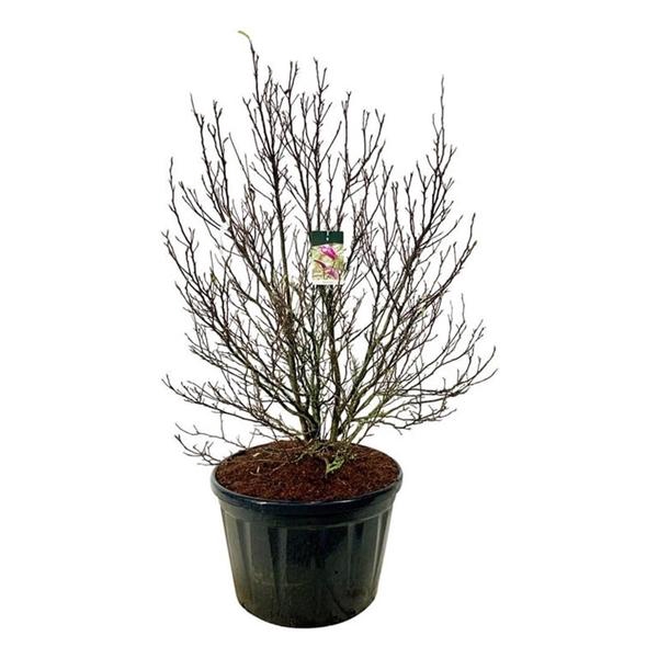 <h4>Magnolia 'Susan'</h4>